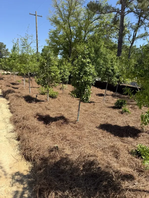 Southern Ethos project 30